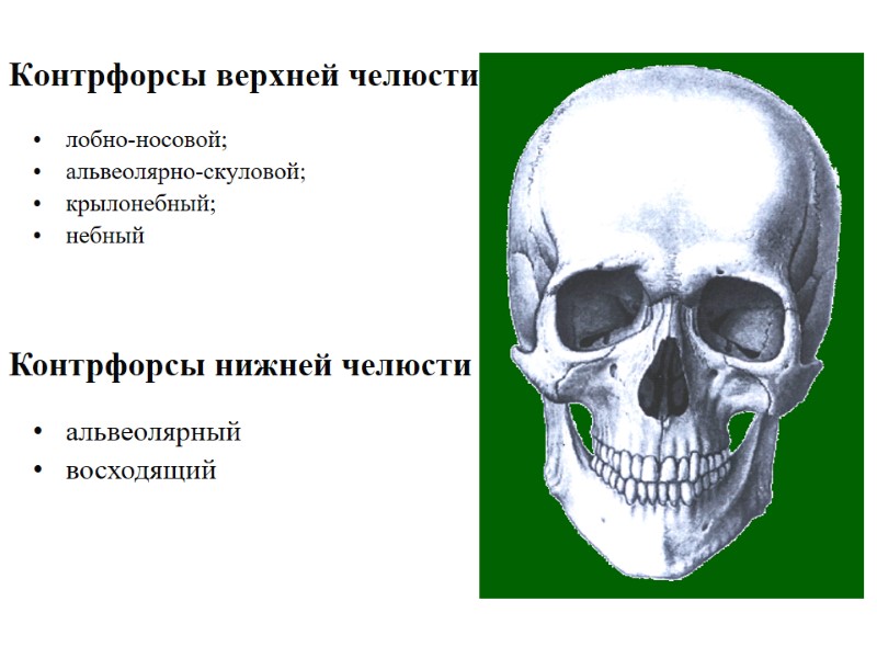 Контрфорсы верхней челюсти лобно-носовой; альвеолярно-скуловой; крылонебный; небный Контрфорсы нижней челюсти альвеолярный восходящий